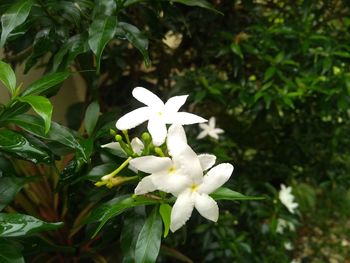 Close-up of white flowering plant