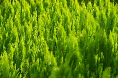 Full frame shot of fresh green plants