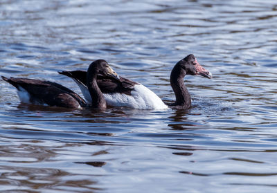 Duck swimming in lake