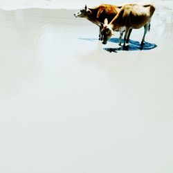 Dog running on beach