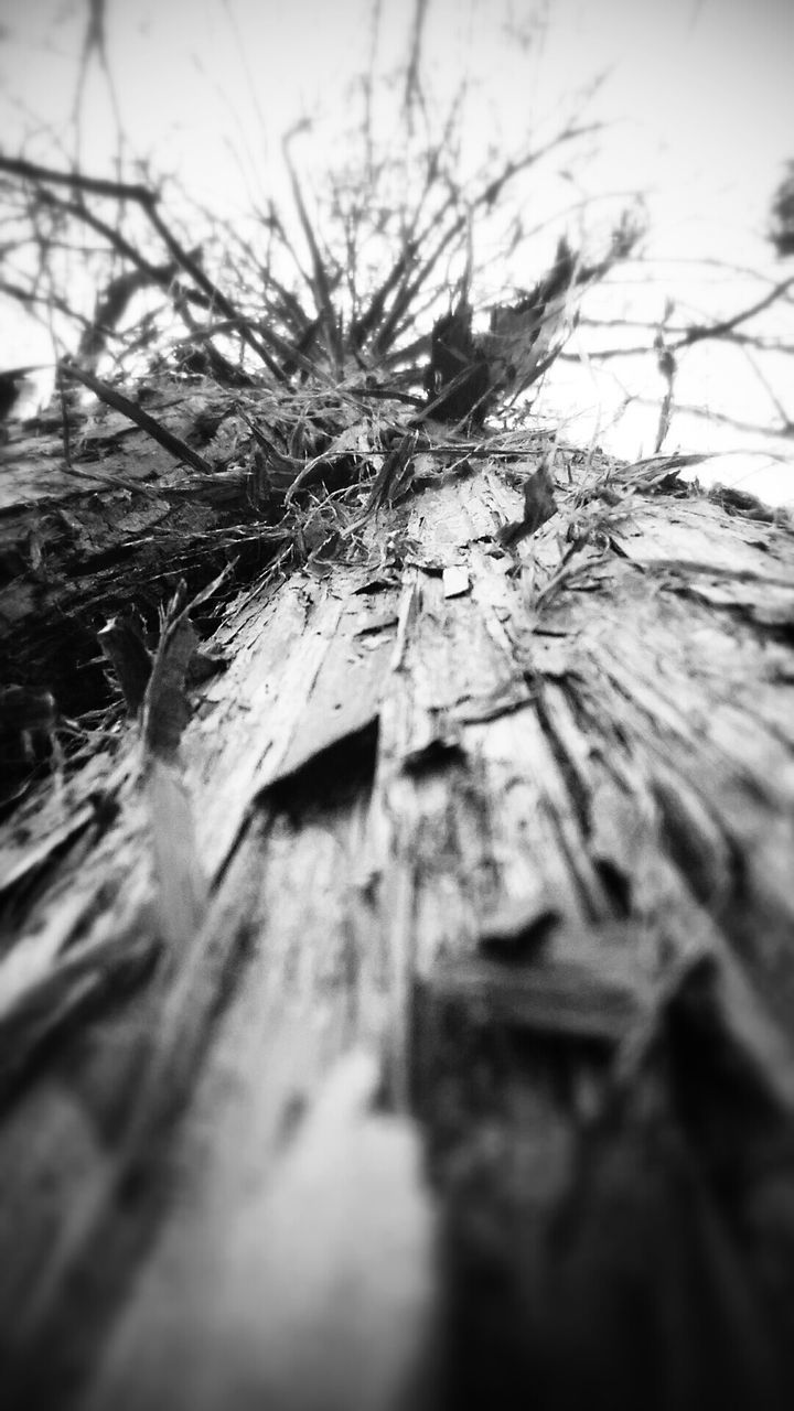 selective focus, wood - material, close-up, built structure, abandoned, damaged, focus on foreground, architecture, weathered, day, old, plant, outdoors, nature, deterioration, no people, obsolete, run-down, sky, low angle view