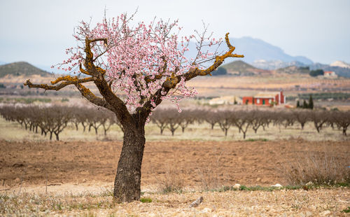 Flowering tree on field against sky