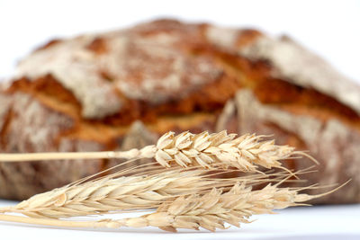 Ear of wheat by bread over white background