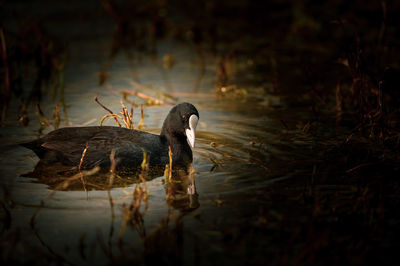 Duck swimming in a lake
