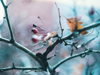 Close-up of snow on plant