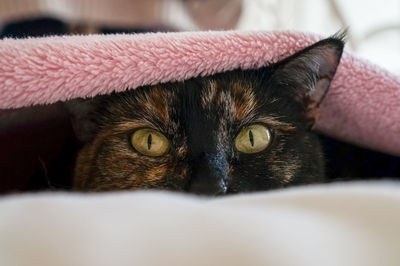 Portrait of domestic cat on bed