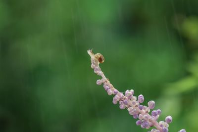 Close-up of baby snail on flower raining 