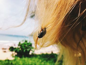 Close-up of spider