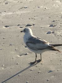 High angle view of seagull on sand