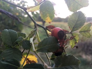 Close-up of fruit growing on tree