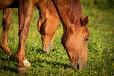 Horses grazing in a field
