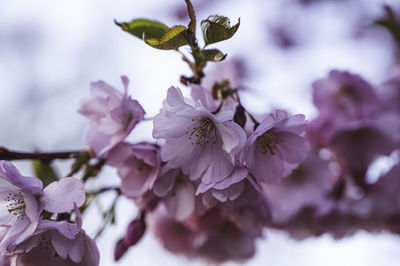 Close-up of pink cherry blossoms