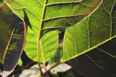 Close-up of green leaves