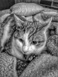 Close-up portrait of cat relaxing on bed
