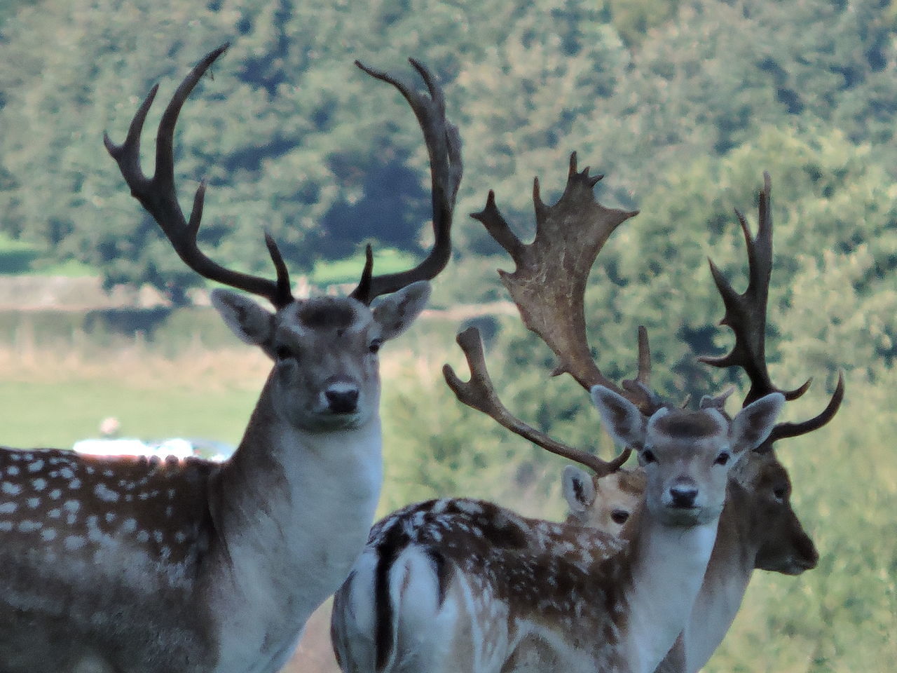 CLOSE-UP OF DEER IN FOREST AGAINST SKY DURING WINTER