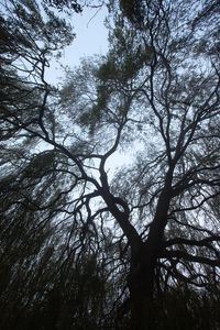 Low angle view of silhouette tree against sky
