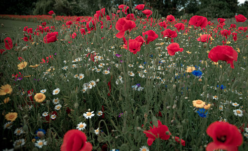 Close-up of red poppy flowers on field