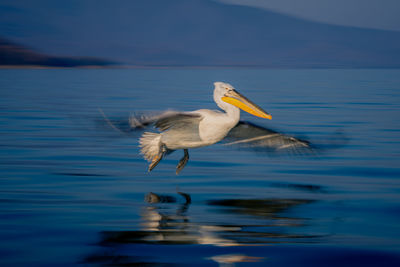 Close-up of bird in lake