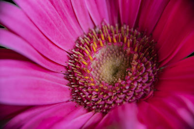 Close-up of pink flower