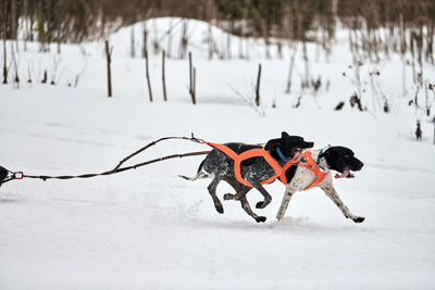 Dog on snow covered land