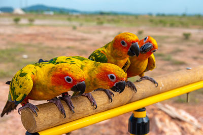 Close-up of parrot perching on wood