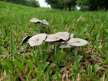 Close-up of mushrooms growing on field