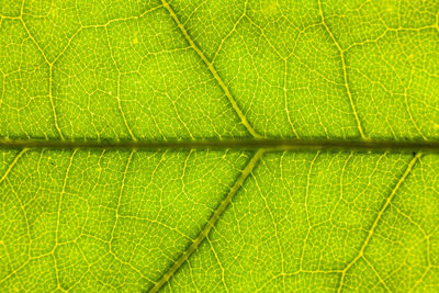 Full frame shot of green leaf