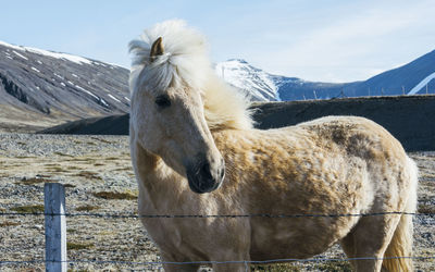 White horse standing by fence on field