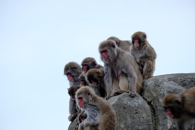 Monkey on rock