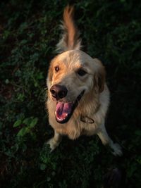 Portrait of dog on field