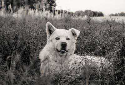 Portrait of dog on field