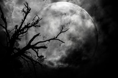 Low angle view of tree against moon at night