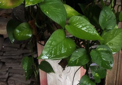 Close-up of wet plant