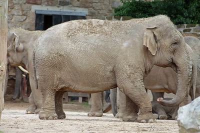 Elephants in zoo