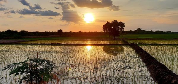 Scenic view of rice field against sky during sunset