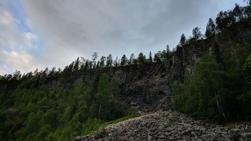 Low angle view of plants growing on land against sky