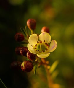 Close-up of flowering plant