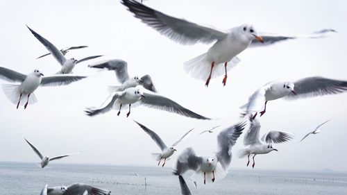 Seagulls flying over sea against sky