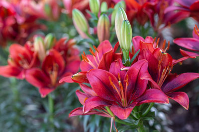 Close-up of red flowering plant