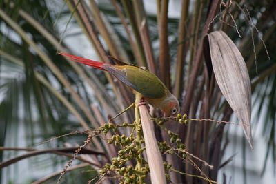 Close-up of bird perching on plant