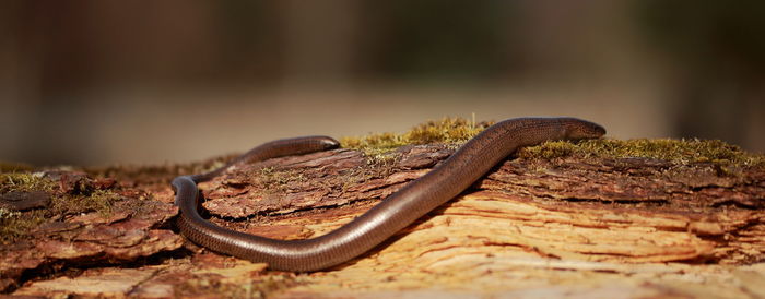 Close-up of snake on tree trunk