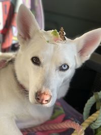 Close-up portrait of white dog