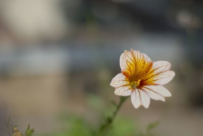 Close-up of white flower