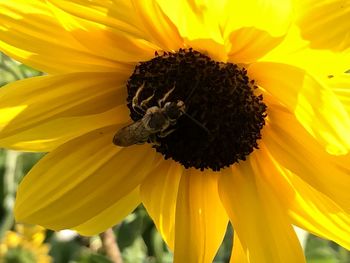 Close-up of honey bee on sunflower