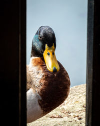 Close-up of bird perching on wood