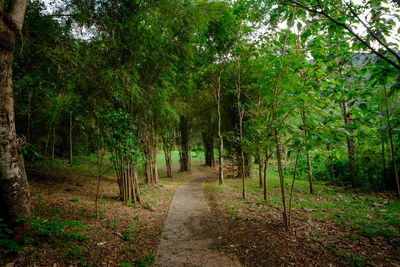 Footpath amidst trees in forest