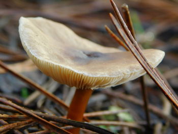 Close-up of fungus growing on tree trunk