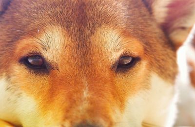 Close-up portrait of a dog