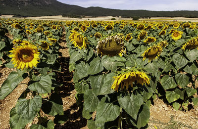 Scenic view of sunflower field