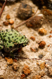 Close-up of moss on rock